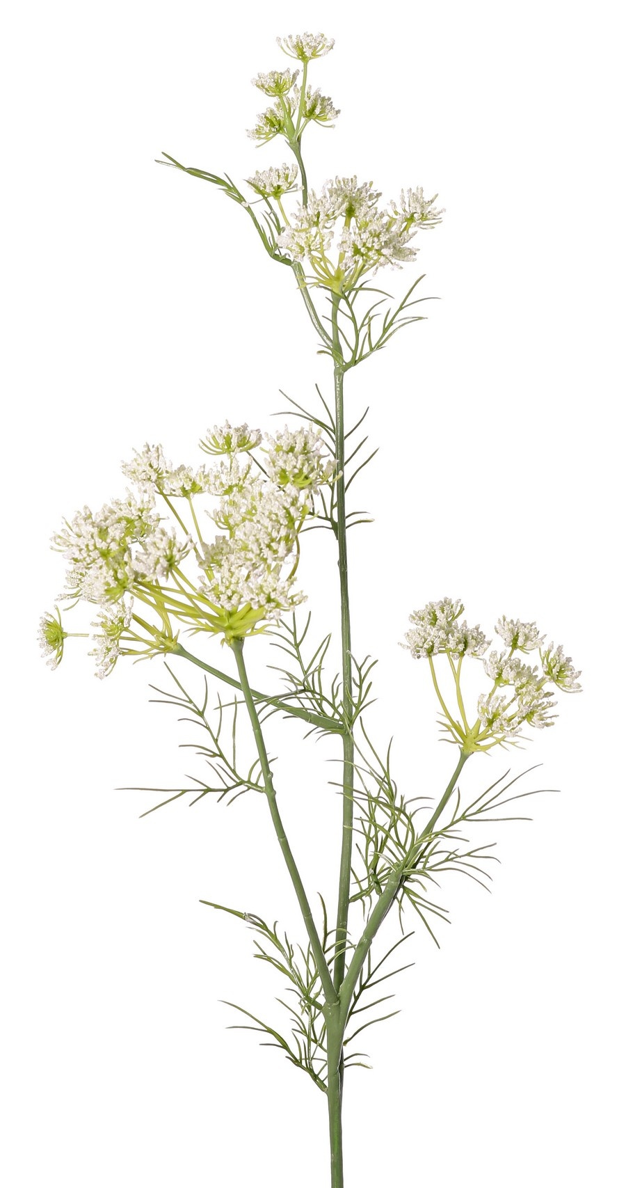 Zanahoria silvestre (Daucus carota) "Encaje de la Reina Ana", con 45 flores y 13 hojas, 78 cm