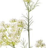 Zanahoria silvestre (Daucus carota) "Encaje de la Reina Ana", con 45 flores y 13 hojas, 78 cm