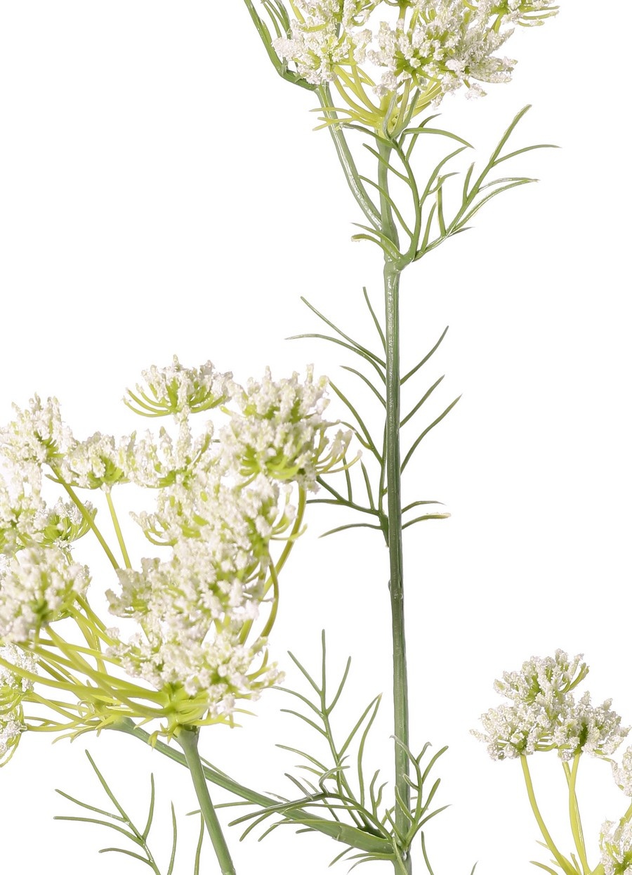 Wilde Möhre (Daucus carota) (Queen Anne's Lace), mit 45 Blüten und 13 Blättern, 78 cm