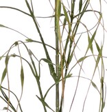 Siergras 'Stipa', 7 clusters met blad, 78 cm, plastic item