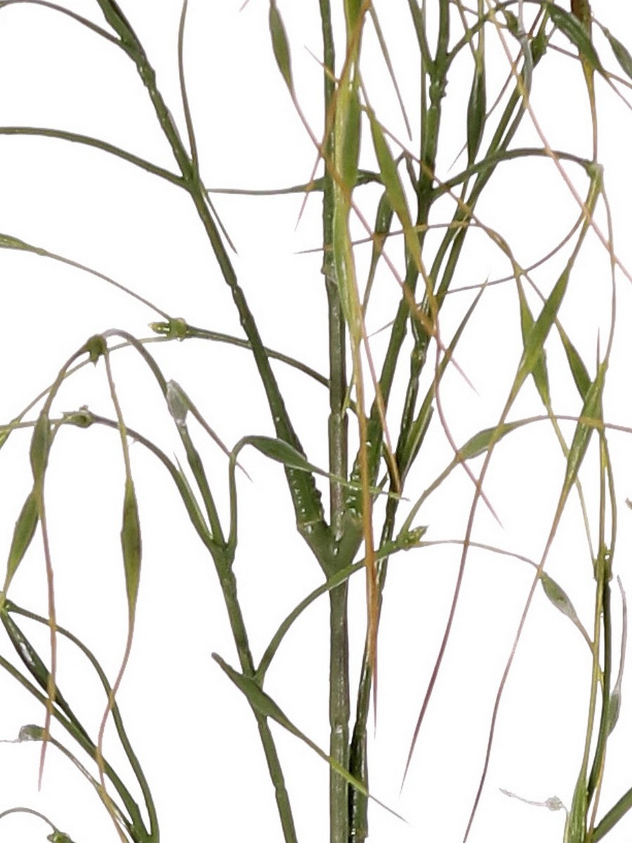 Siergras 'Stipa', 7 clusters met blad, 78 cm, plastic item