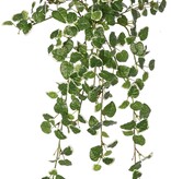 Ficus pumila 'Variegata', with 12 shoots and 234 leaves, 50 x 40 cm, fire-retardant
