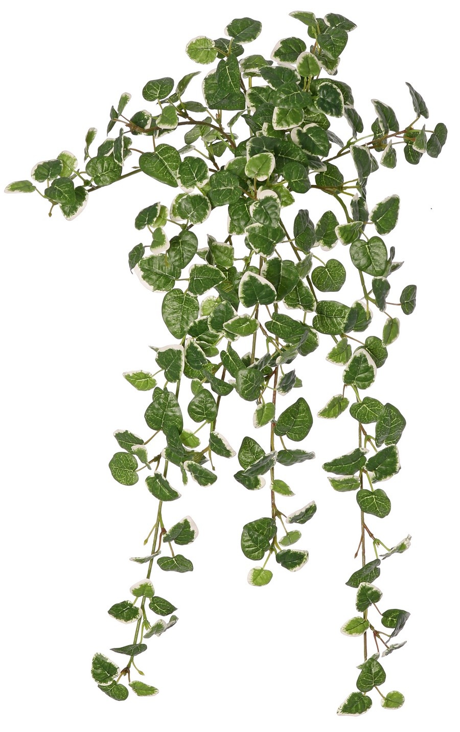 Ficus pumila 'Variegata', with 12 shoots and 234 leaves, 50 x 40 cm, fire-retardant