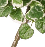 Ficus pumila 'Variegata', with 12 shoots and 234 leaves, 50 x 40 cm, fire-retardant