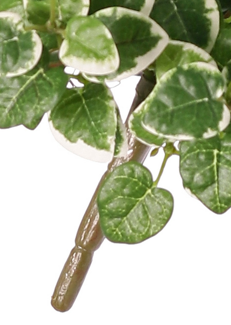 Ficus pumila 'Variegata', met 12 uitlopers & 234 blaadjes, 50 x 40 cm, brandvertragend