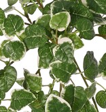 Ficus pumila 'Variegata', with 12 shoots and 234 leaves, 50 x 40 cm, fire-retardant