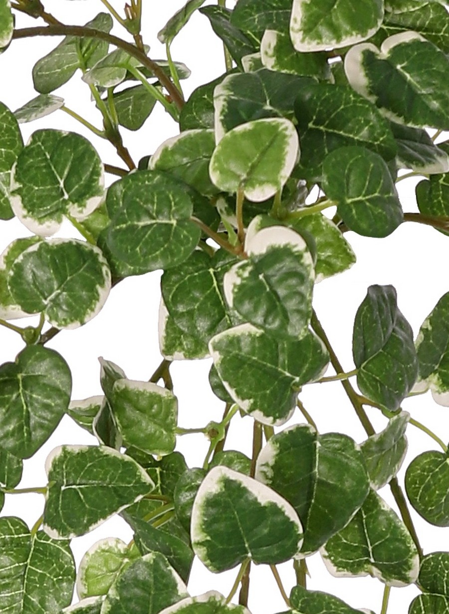 Ficus pumila 'Variegata', met 12 uitlopers & 234 blaadjes, 50 x 40 cm, brandvertragend