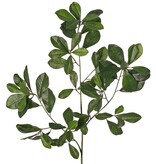 Bucidatak (Black olive/ Shady lady) met 78 polyester bladeren & 3 plastic knoppen, 65 cm