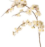 Prunus serrulata (Jap. sierkers) "Full blossom", met 94 bloemen & 12 knoppen, 127 cm