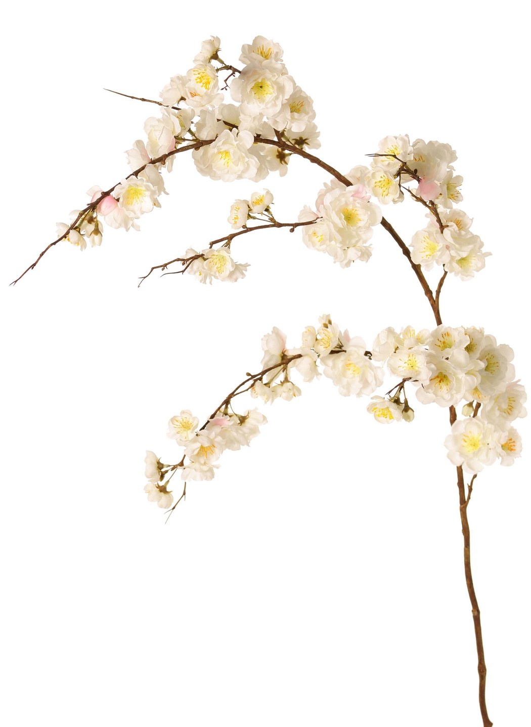 Prunus serrulata (Japanische Zierkirsche) "Full blossom", 94 Blüten, (28 gr., 30 mittel, 36 klein) 12 Knospen, 127 cm