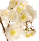 Prunus serrulata (cereza ornamental japonesa) "Plena flor", 94 flores, (28 gr., 30 medianas, 36 pequeñas) 12 yemas, 127 cm