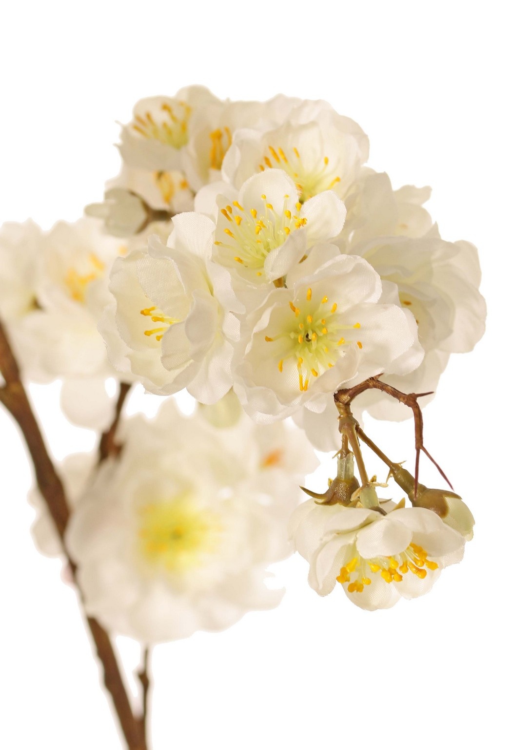 Prunus serrulata (Jap. sierkers) "Full blossom", met 94 bloemen & 12 knoppen, 127 cm