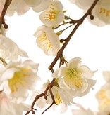 Prunus serrulata (cereza ornamental japonesa) "Plena flor", 94 flores, (28 gr., 30 medianas, 36 pequeñas) 12 yemas, 127 cm