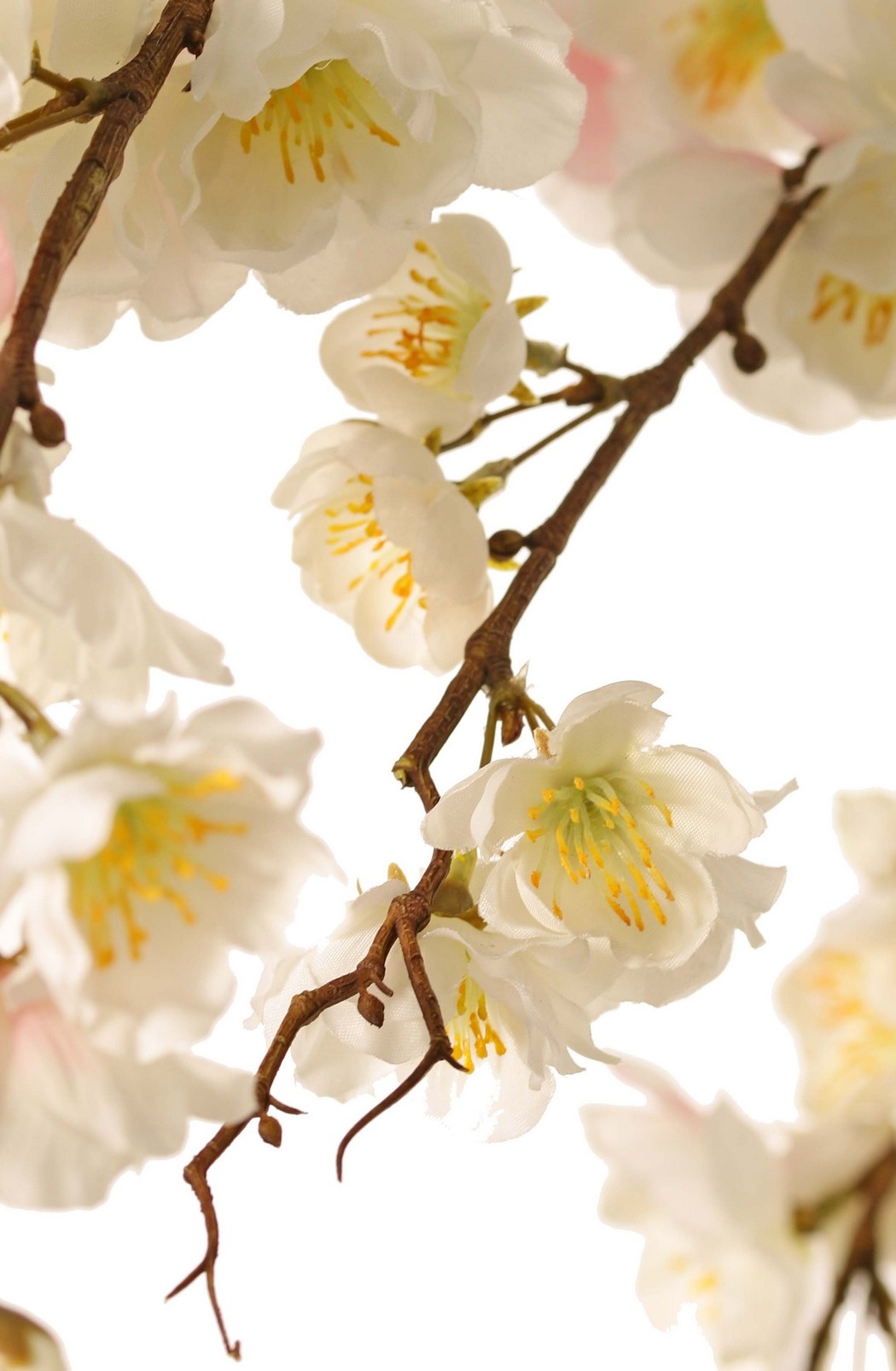 Prunus serrulata (Japanische Zierkirsche) "Full blossom", 94 Blüten, (28 gr., 30 mittel, 36 klein) 12 Knospen, 127 cm