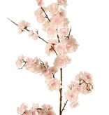 Prunus serrulata (cereza ornamental japonesa) "Plena flor", 94 flores, (28 gr., 30 medianas, 36 pequeñas) 12 yemas, 127 cm