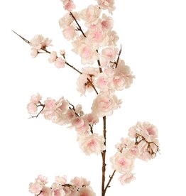 Prunus serrulata (Jap. sierkers) "Full blossom", met 94 bloemen & 12 knoppen, 127 cm