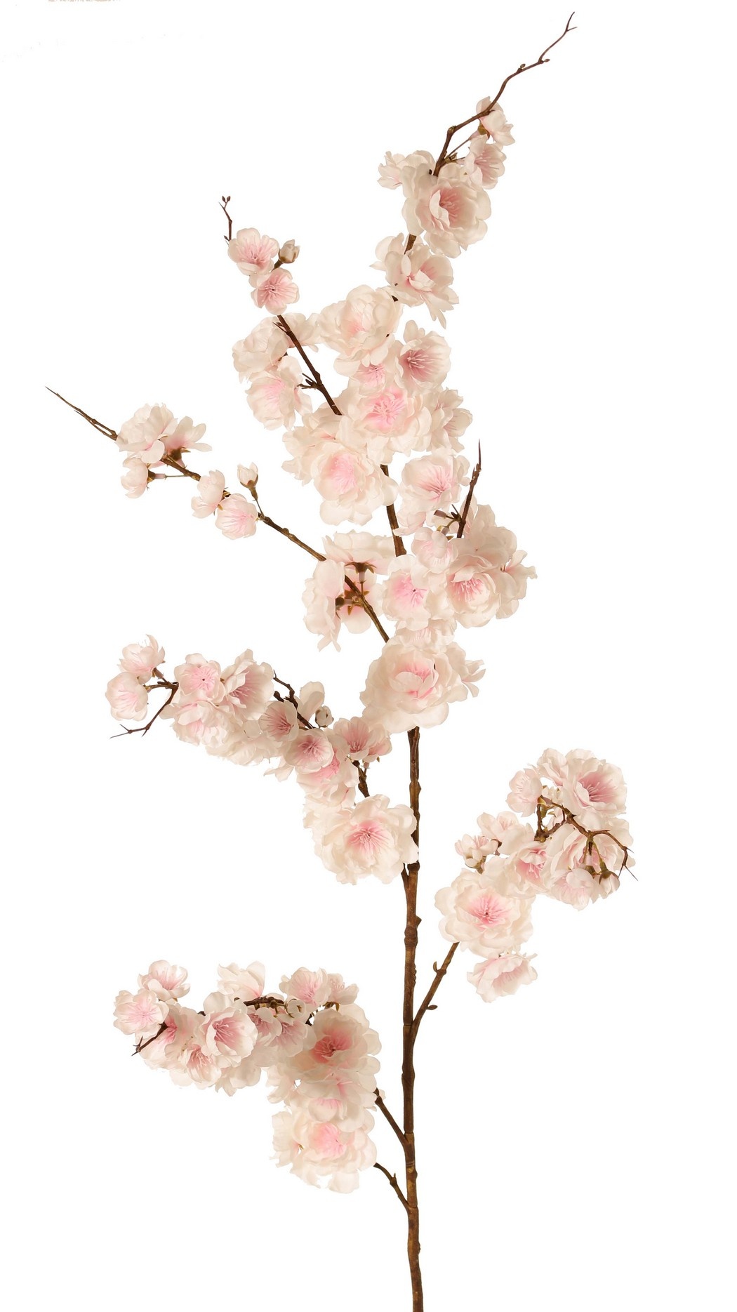 Prunus serrulata (Jap. sierkers) "Full blossom", met 94 bloemen & 12 knoppen, 127 cm