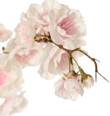 Prunus serrulata (Japanische Zierkirsche) "Full blossom", 94 Blüten, (28 gr., 30 mittel, 36 klein) 12 Knospen, 127 cm