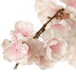 Prunus serrulata (Jap. sierkers) "Full blossom", met 94 bloemen & 12 knoppen, 127 cm