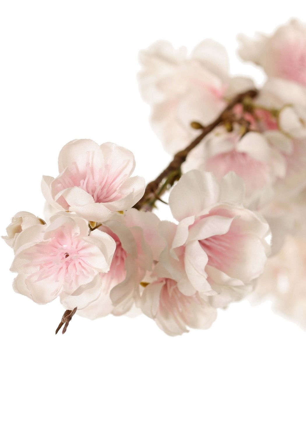 Prunus serrulata (cereza ornamental japonesa) "Plena flor", 94 flores, (28 gr., 30 medianas, 36 pequeñas) 12 yemas, 127 cm