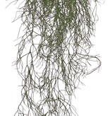 Rhipsalis (Koraalcactus) 'de luxe' met 68 clusters blad, 105 cm, brandvertragend & UV bestendig