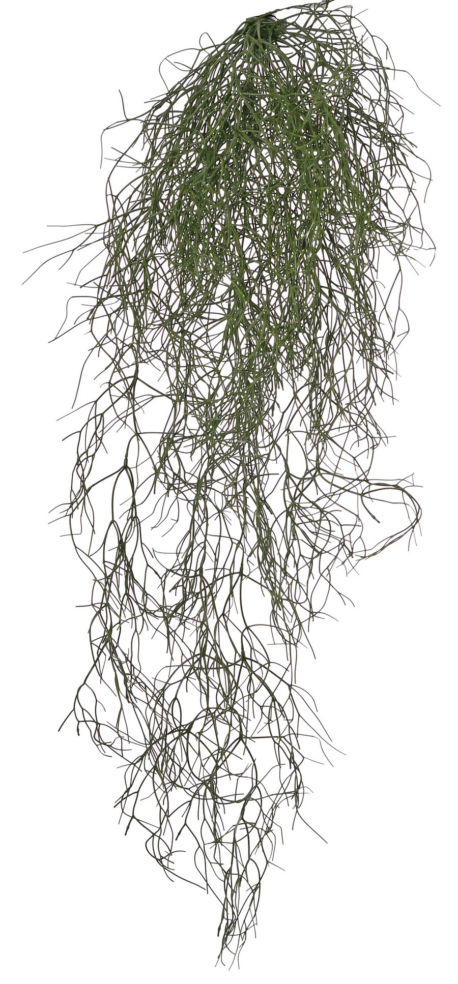 Rhipsalis (Korallenkaktus) 'de luxe' mit 68 Blattbüscheln, 105 cm, feuerhemmend und UV-beständig