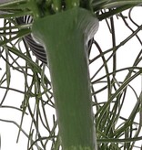 Rhipsalis (Koraalcactus) 'de luxe' met 68 clusters blad, 105 cm, brandvertragend & UV bestendig