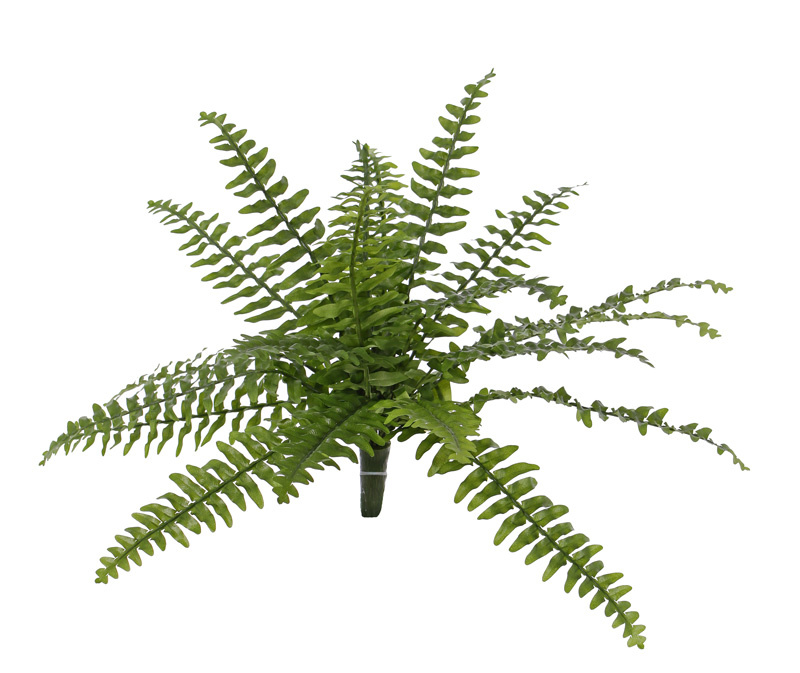 Boston fern (Nephrolepsis) 21 lvs., 2 tone green, Ø 50cm