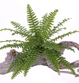 Boston varen (Nephrolepsis) 21 bladeren, 2 tone groen, Ø 50cm