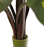 Calathea roseopicta (verde), con 10 hojas de poliéster, (2 XL/ 3 L/ 5 S), 53 cm