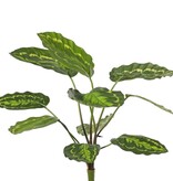 Calathea roseopicta (green), with 10 polyester leaves, (2 XL/ 3 L/ 5 S), 53 cm