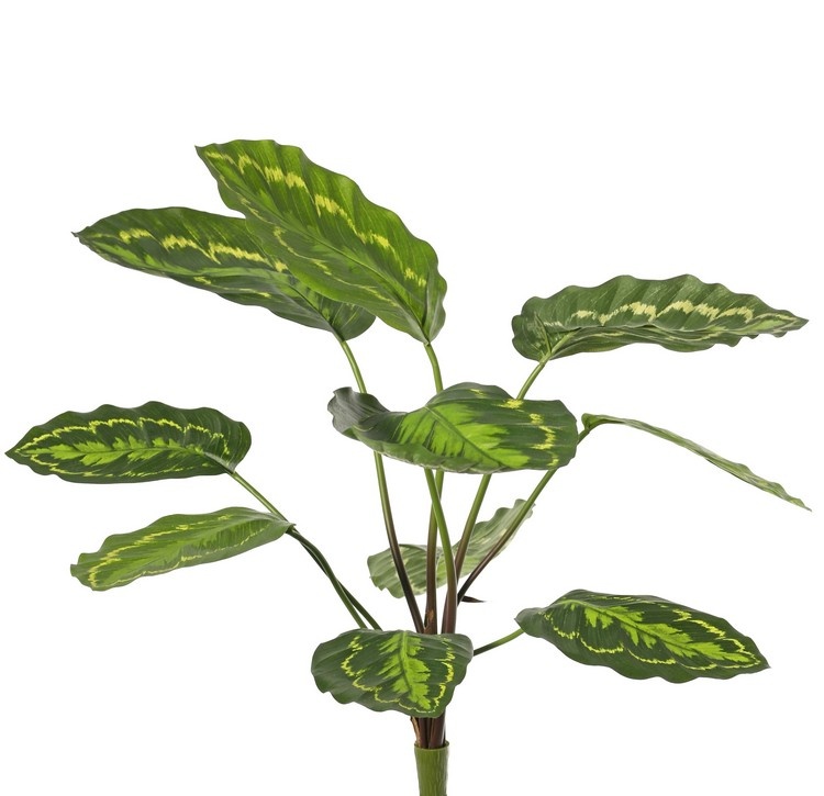 Calathea roseopicta (green), with 10 polyester leaves, (2 XL/ 3 L/ 5 S), 53 cm