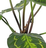 Calathea roseapicta (groen), met 10 polyester bladeren, (2 XL/ 3 L/ 5S), 53 cm
