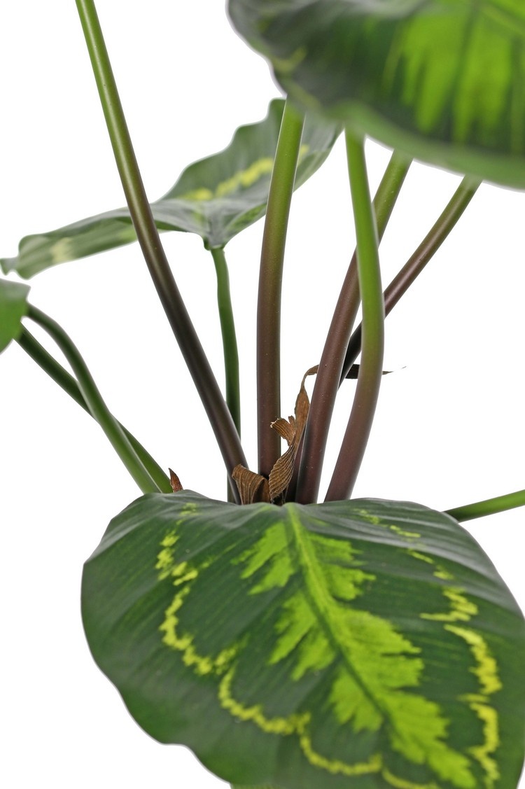 Calathea roseapicta (groen), met 10 polyester bladeren, (2 XL/ 3 L/ 5S), 53 cm