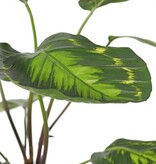 Calathea roseopicta (verde), con 10 hojas de poliéster, (2 XL/ 3 L/ 5 S), 53 cm