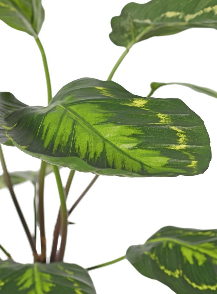 Calathea roseopicta (verde), con 10 hojas de poliéster, (2 XL/ 3 L/ 5 S), 53 cm