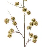 Escabiosa con 21 cápsulas de semillas de poliéster, Ø 3 cm, sin hojas, , 90 cm