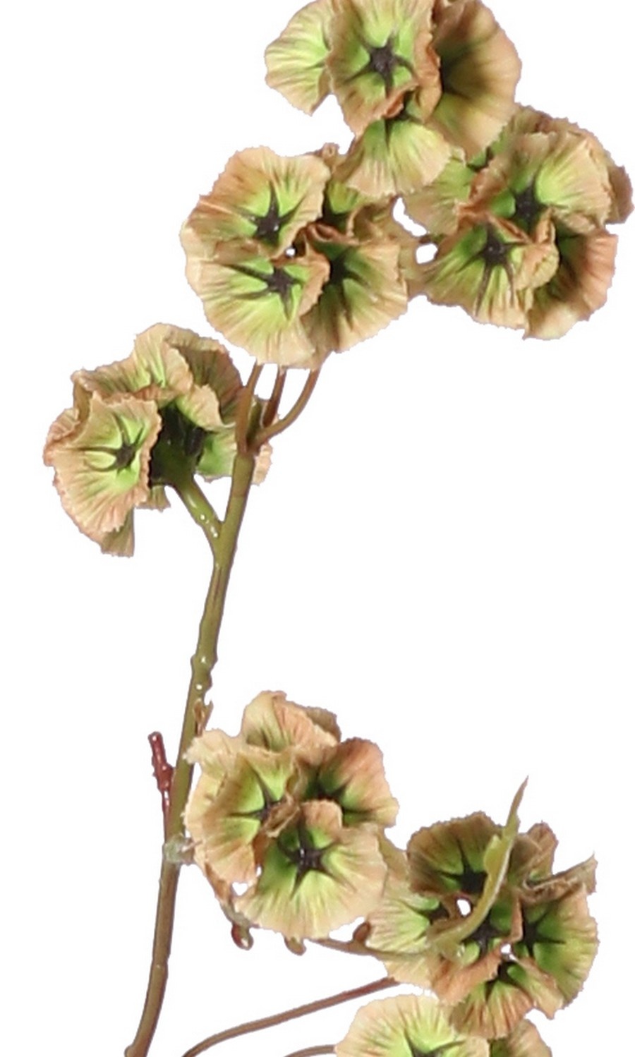 Scabiosa (Duifkruid) drumsticks met 21 polyester zaaddozen, Ø 3 cm, geen blad, 90 cm
