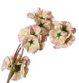 Scabiosa (Duifkruid) drumsticks met 21 polyester zaaddozen, Ø 3 cm, geen blad , 90 cm