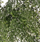 Venushaar (adianthum) maxi plastic x15 met 195 sets blad (0.5-1.5cm) 85 cm