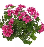 Pelargonium 40cm, with 92  lvs., 108 flowers and buds, by MK!, UVsafe