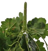 Pelargonium 40cm, with 92  lvs., 108 flowers and buds, by MK!, UVsafe