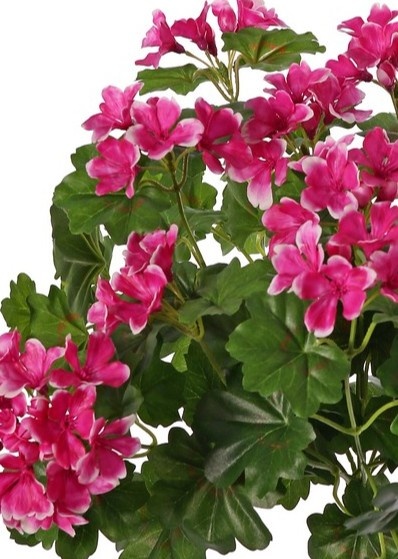 Pelargonium 40cm, with 92  lvs., 108 flowers and buds, by MK!, UVsafe