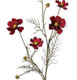 Cosmea (Cosmos bipinnatus) con 5 flores (3x Ø 7 cm, 2x 5 cm), 3 capullos y 7 matas de hojas, 72 cm