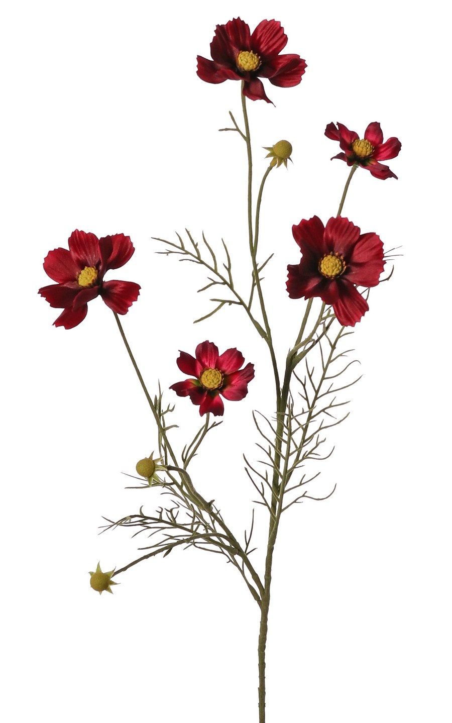 Cosmea (Cosmos bipinnatus) met 5 bloemen (3x Ø 7 cm, 2x 5 cm), 3 knoppen & 7 bladtoeven, 72 cm