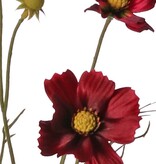 Cosmea, Schmuckkörbchen (Cosmos bipinnatus) mit 5 Blüten (3x Ø 7 cm, 2x 5 cm), 3 Knospen & 7 Blattbüscheln, 72 cm