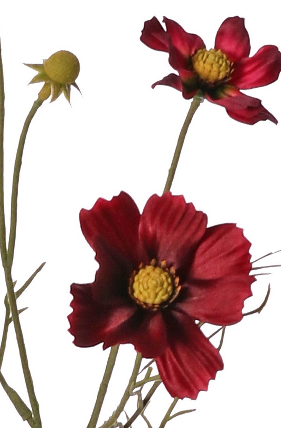 Cosmea, Schmuckkörbchen (Cosmos bipinnatus) mit 5 Blüten (3x Ø 7 cm, 2x 5 cm), 3 Knospen & 7 Blattbüscheln, 72 cm