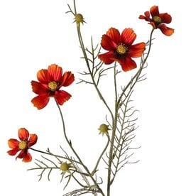 Cosmea (Cosmos bipinnatus) con 5 flores (3x Ø 7 cm, 2x 5 cm), 3 capullos y 7 matas de hojas, 72 cm