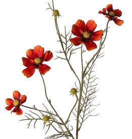Cosmea (Cosmos bipinnatus) with 5 flowers (3x Ø 7 cm, 2x 5 cm), 3 buds & 7 leaf tufts, 72 cm