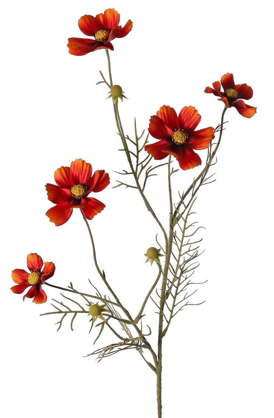 Cosmea (Cosmos bipinnatus) met 5 bloemen (3x Ø 7 cm, 2x 5 cm), 3 knoppen & 7 bladtoeven, 72 cm